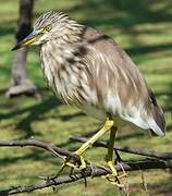 Indian Pond Heron