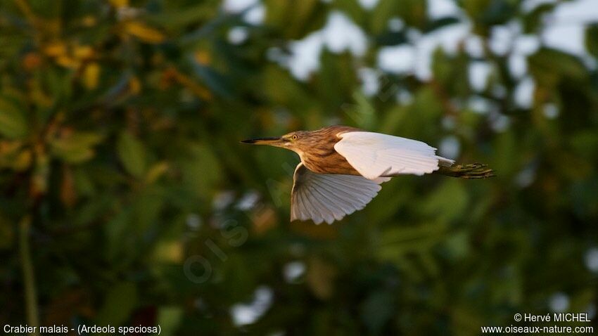 Javan Pond Heron