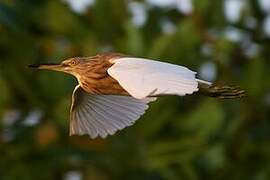 Javan Pond Heron