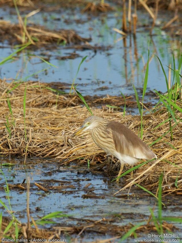 Javan Pond Heron