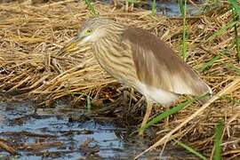 Javan Pond Heron