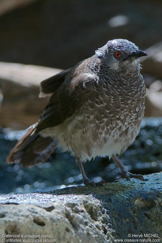 White-rumped Babbler