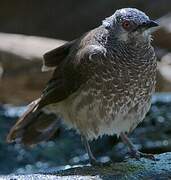 White-rumped Babbler