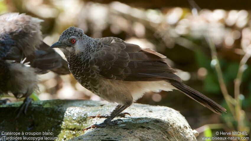 White-rumped Babbler