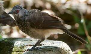 White-rumped Babbler