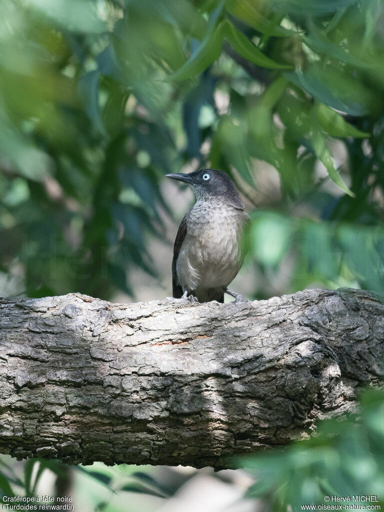 Blackcap Babbler