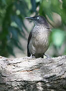 Blackcap Babbler