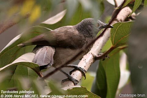 Brown Babbleradult