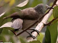 Brown Babbler