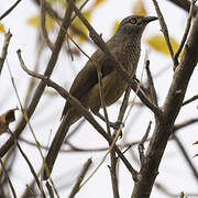 Brown Babbler