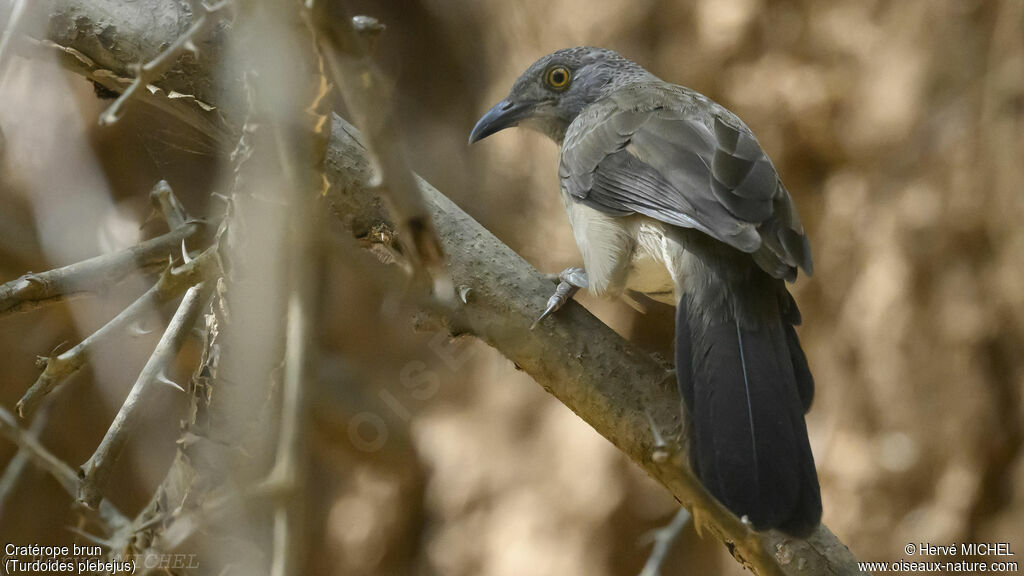 Brown Babbler