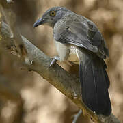 Brown Babbler