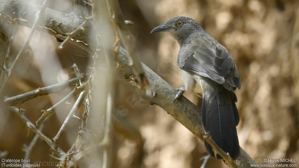 Brown Babbler