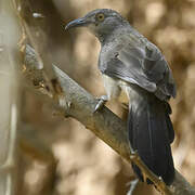 Brown Babbler