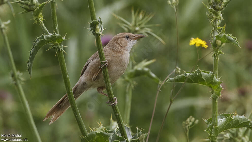 Cratérope d'Irakadulte nuptial, habitat, pigmentation