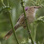 Iraq Babbler