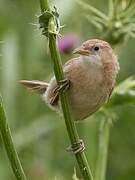 Iraq Babbler