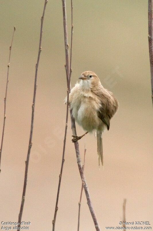 Iraq Babbleradult breeding