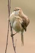 Iraq Babbler