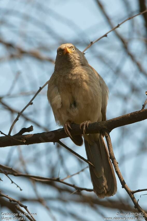 Jungle Babbler