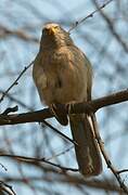 Jungle Babbler