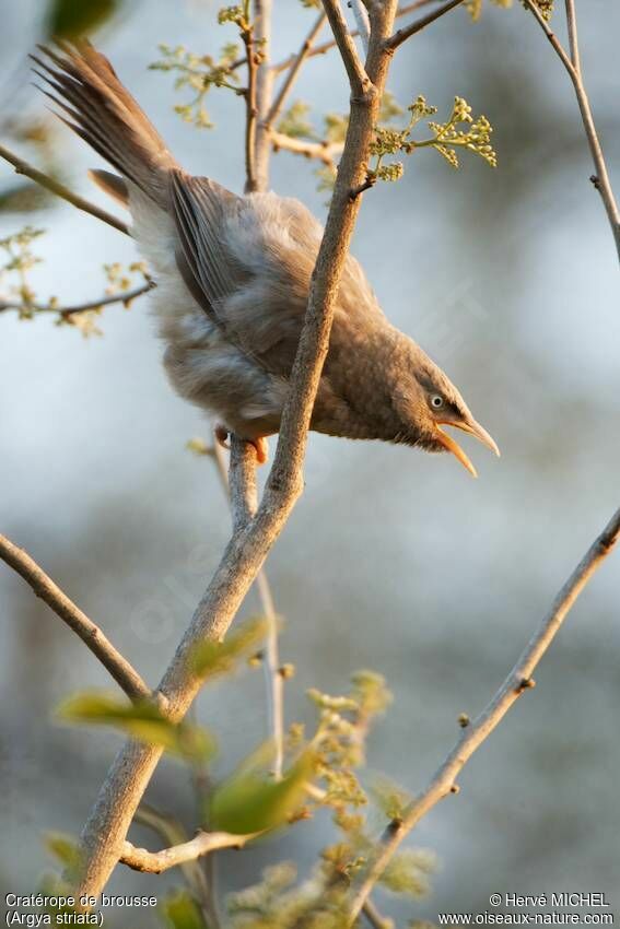 Jungle Babbler