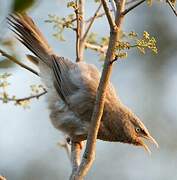 Jungle Babbler