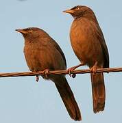 Jungle Babbler