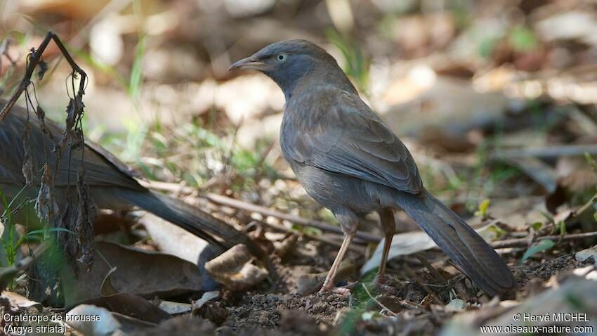 Jungle Babbler