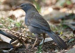 Jungle Babbler