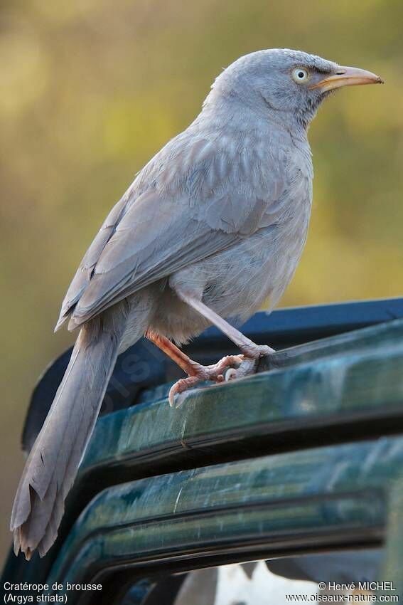 Jungle Babbler