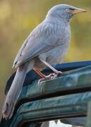 Jungle Babbler