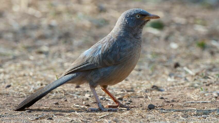 Jungle Babbler