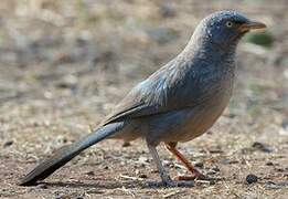 Jungle Babbler