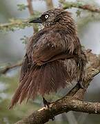 Black-lored Babbler