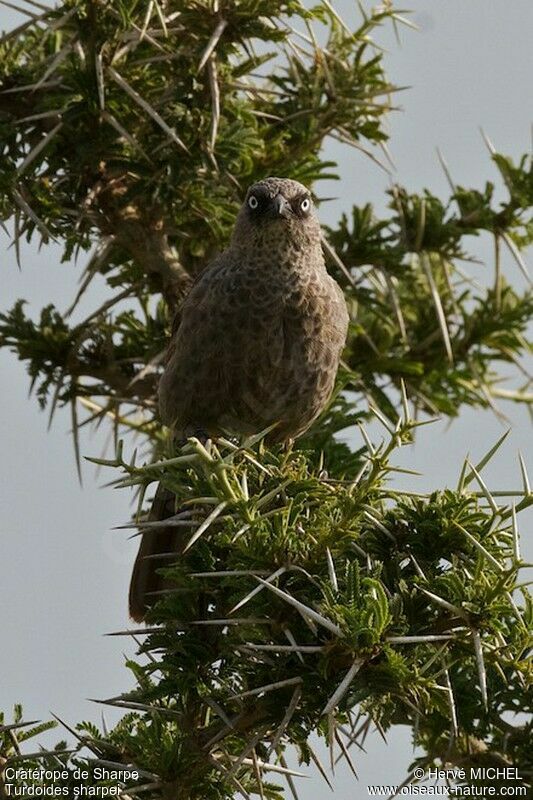 Black-lored Babbleradult