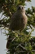 Black-lored Babbler