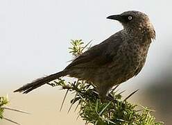 Black-lored Babbler