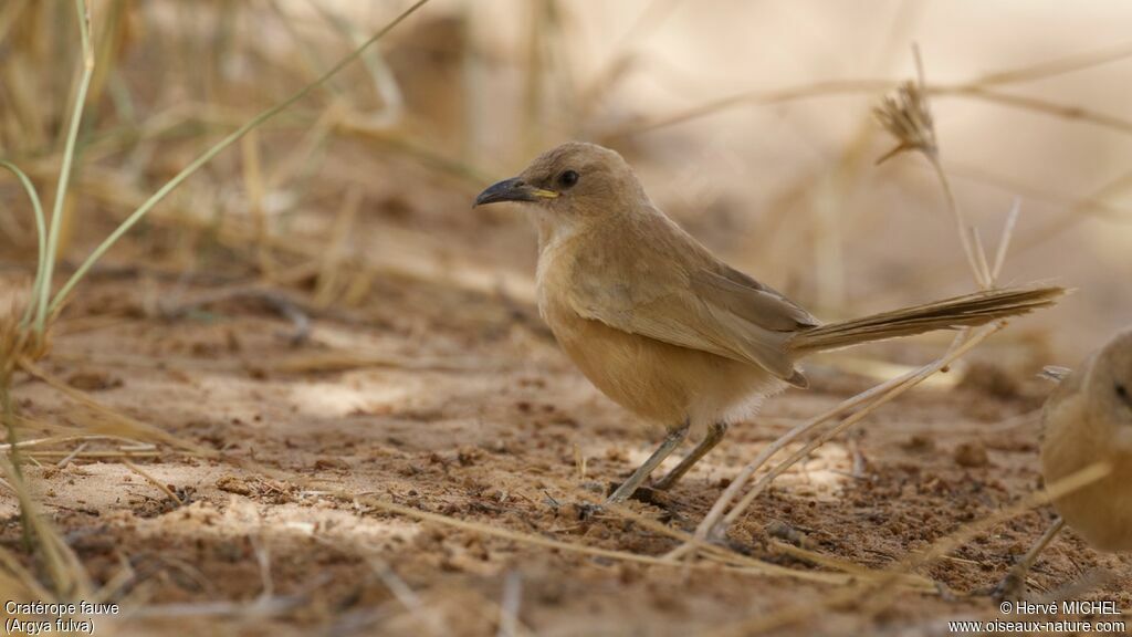 Fulvous Babbler