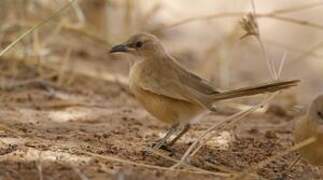 Fulvous Babbler