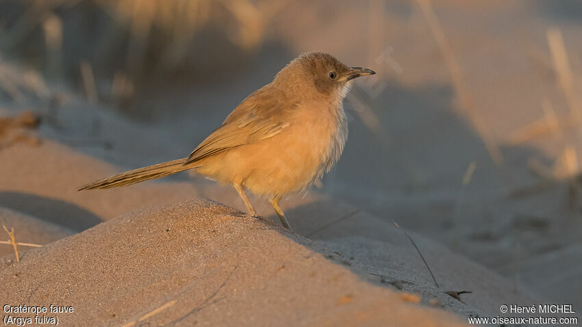 Fulvous Babbleradult breeding