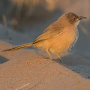 Fulvous Babbler