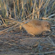 Fulvous Babbler