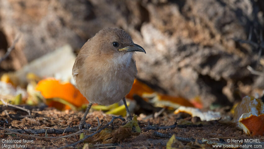 Fulvous Babbler