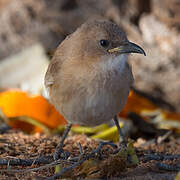 Fulvous Babbler