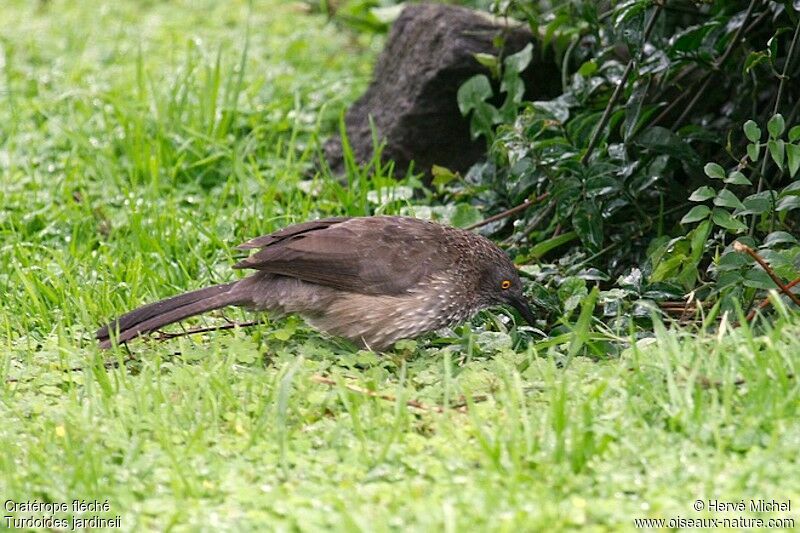 Arrow-marked Babbleradult