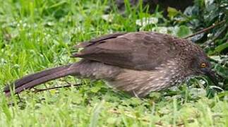 Arrow-marked Babbler