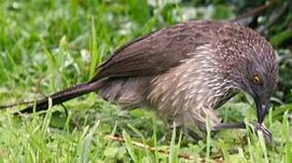 Arrow-marked Babbler