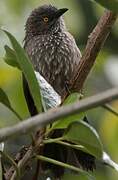 Arrow-marked Babbler