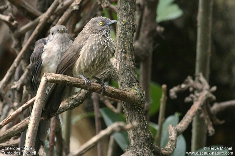 Arrow-marked Babbleradult